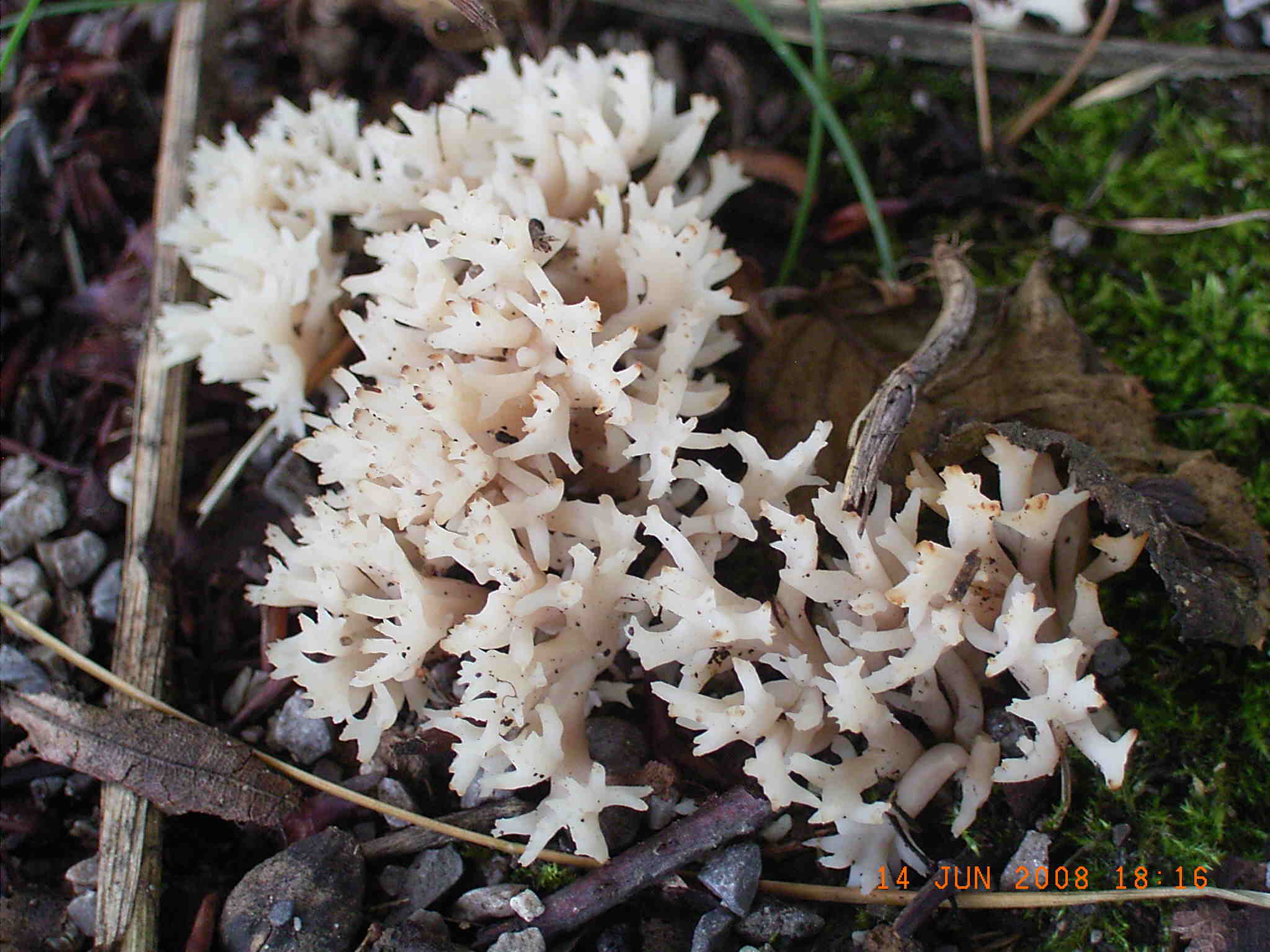  una Ramaria ? (cfr. Clavulina coralloides)